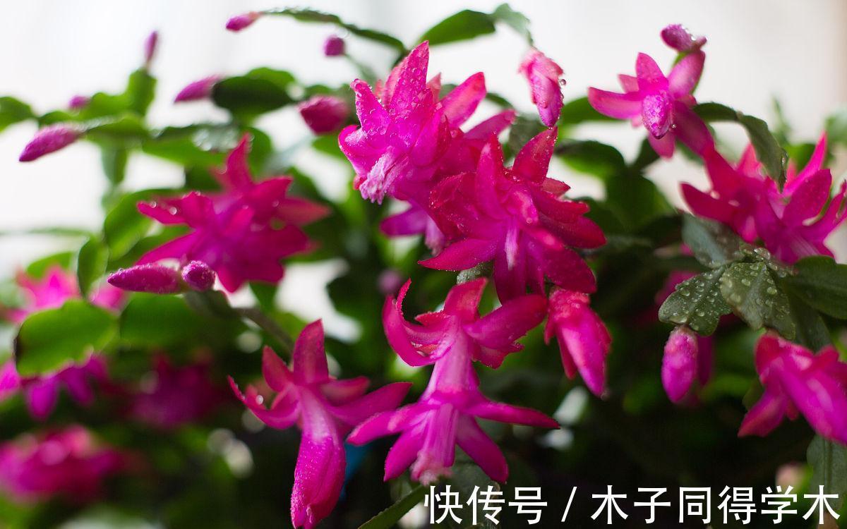 水溶肥|室内养花需注意,因为老话“花旺人不旺”,那可以养的花有哪些?