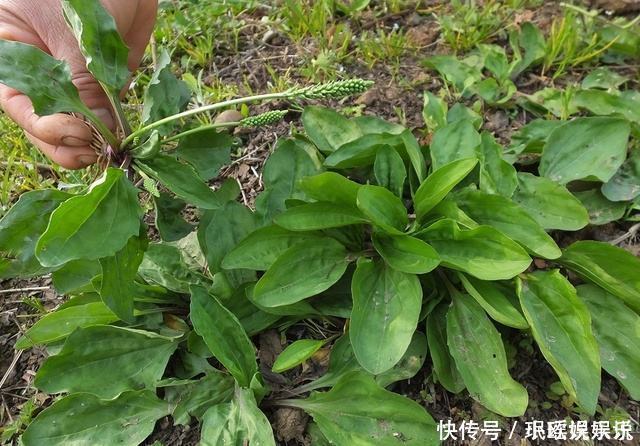 铁马鞭|车前草居然有这些功效我居然不知道!快让亲人看看!