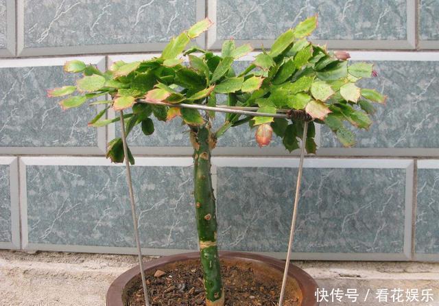 嫁接的蟹爪兰怎么养做到这“一点”,开成一棵花树,层层都是花