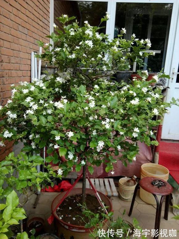 挂果|家里养盆“杀菌”花，精神轻松又清香，老中医经常养，错不了
