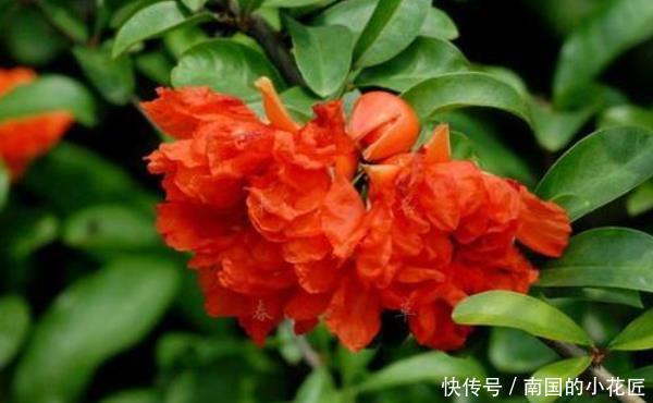 象征阳光向上的花 象征阳光向上的花