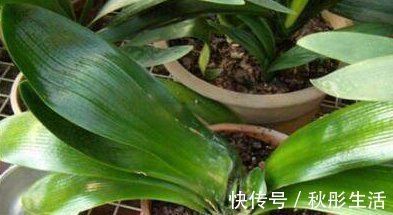 光照|君子兰烂心要死了别扔，教你一招，分分钟满血复活