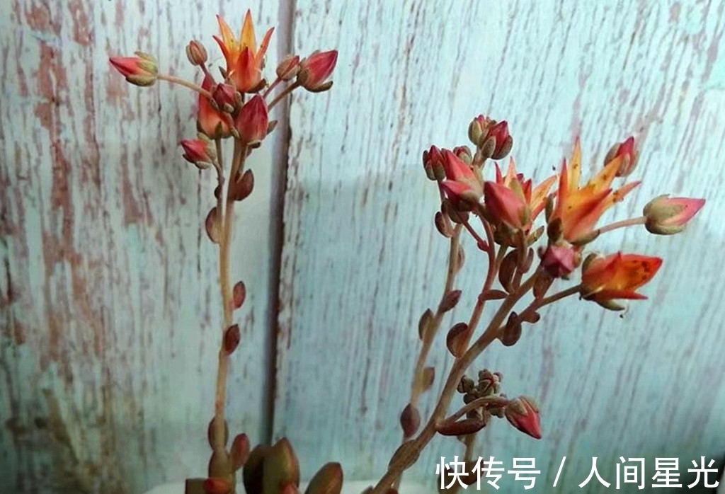 夏梦|这些多肉出状态后,如梦一样美丽,度夏都不算太难