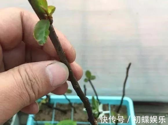 天热了就插4种花,生根快长势好,一插一大盆