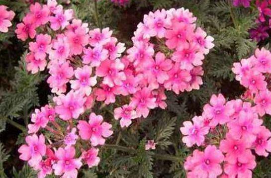 家中必备的4种花,花大色艳颜值高,还能散发怡人花香