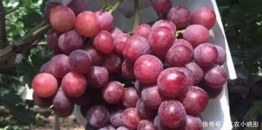 农村|农村一种水果,长得像葡萄但更甜美,在市场上大受喜欢