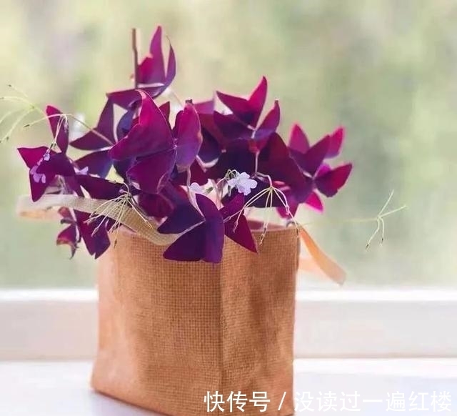 冬天|冬天养紫叶酢浆草,做好这5点,花繁叶茂长势旺、盆盆都能美爆盆