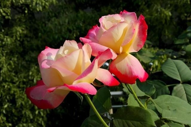 三楼奶奶不让我在一楼种花,事情解决了,出乎意料的让人难受