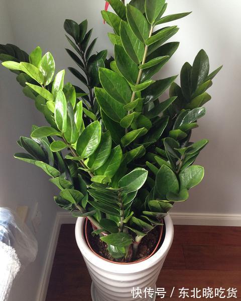 金钱树养植过程中注意几点