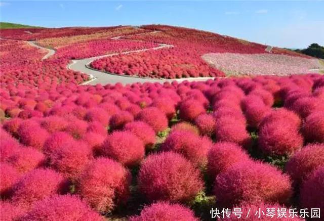 日本|世上最“委屈”的植物,在中国被用来做扫把,在日本却不一样