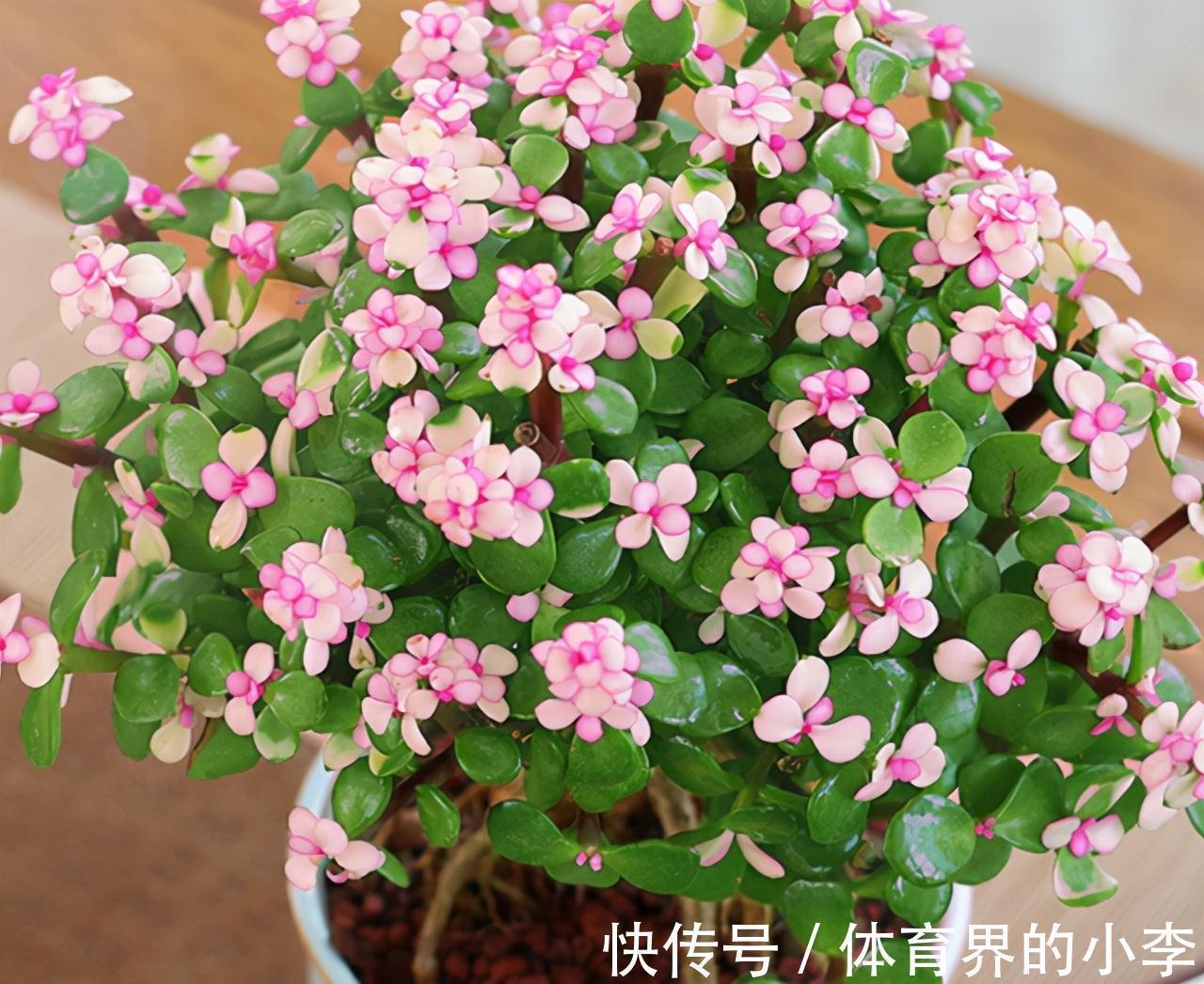 三元复合肥|金枝玉叶长势差,土里埋“三废料”,新枝咕噜蹿,养成繁花小老桩