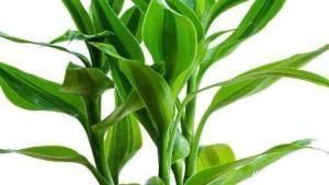 叶子|家养富贵竹习惯性黄叶学会这三个小技巧,轻松叶绿枝嫩长不停