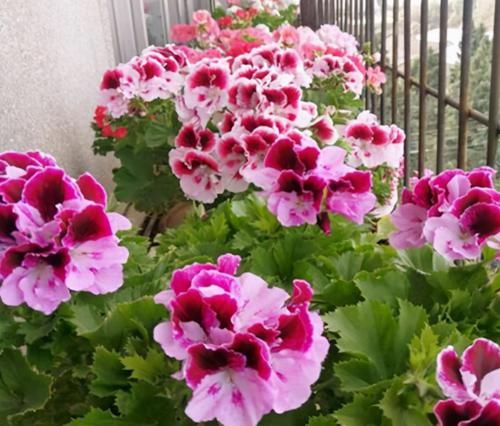 修剪|3种漂亮花，开完花快剪，浇一次肥，营养足，花开一茬接一茬