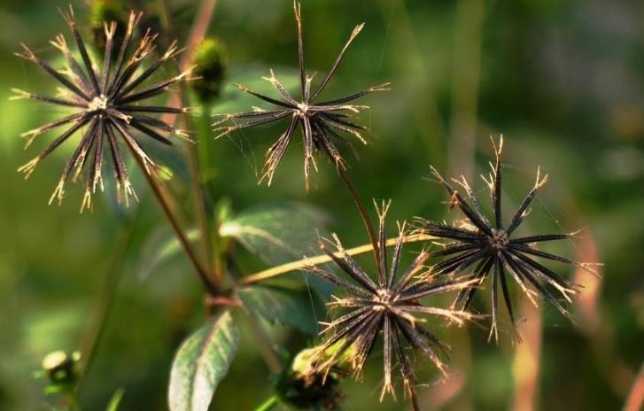 农村一种杂草叫“鬼针草”，最喜欢黏人身上，其实药用价值极高