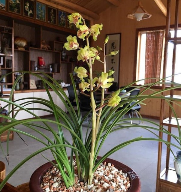 新手养花,不如养盆花中精品“布里顿玫瑰”,红艳欲滴,气质典雅