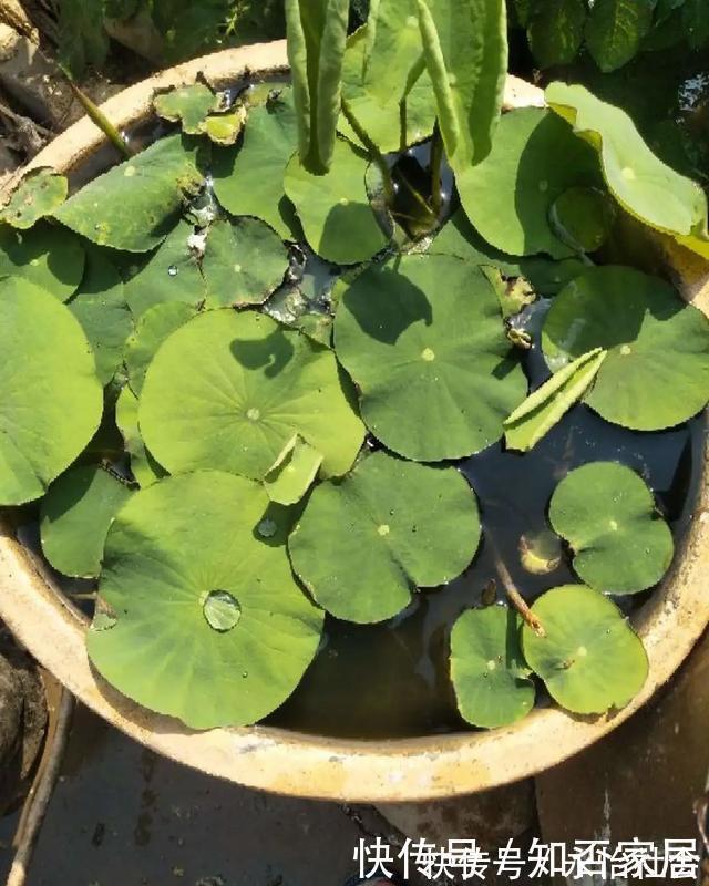 养花技巧：折腾不死的25种花，咋养都爆盆，懒人最适合