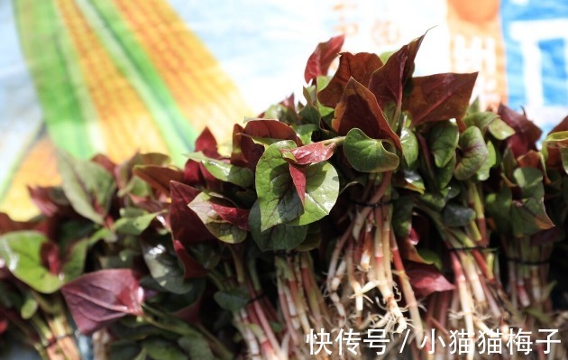 益母草|66种野菜大图片，带你见识不同的野菜和吃法，你想要的野菜这里有