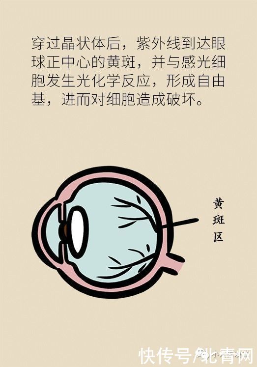 部位|夏日这个部位最需要防晒，但多少人都忽略了