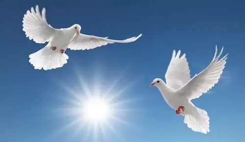 软骨素|俗话说“一鸽胜九鸡”,鸽子肉有哪些好处和配伍禁忌?早知早好