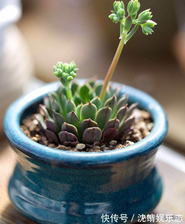 会长势|3种植物,越淋雨长得越快越好,叶更绿,花更美,爆盆快!