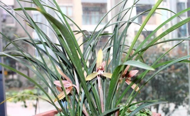 给兰花浇水,别碰3个“雷区”,一个不小心,叶子全黄、不开花