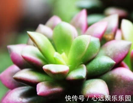 多肉叶插不出芽掌握关键1点,生根出芽超快,轻松长满盆!