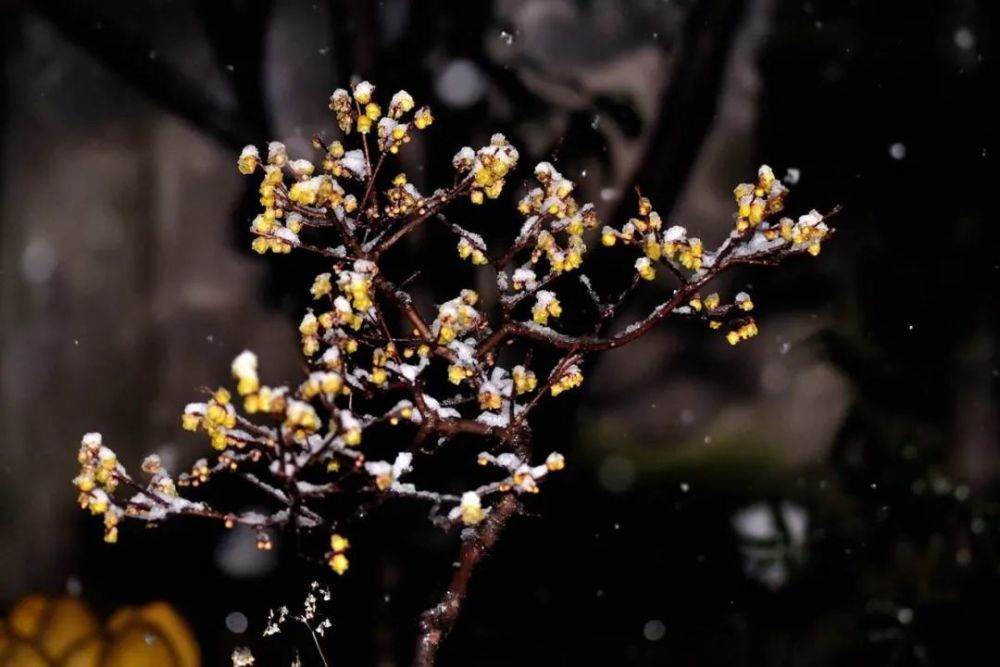  芝兰|元好问《南歌子·冬景》赏析·：“庭下芝兰秀，壶中日月长”