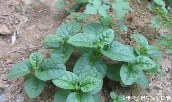 农村|农村的这种野菜,含钙量堪比钙片,假如遇到千万不要错过!
