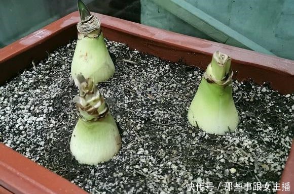 一种很容易养的花,养了2个月就开花,花朵比汤碗还大,美翻了!