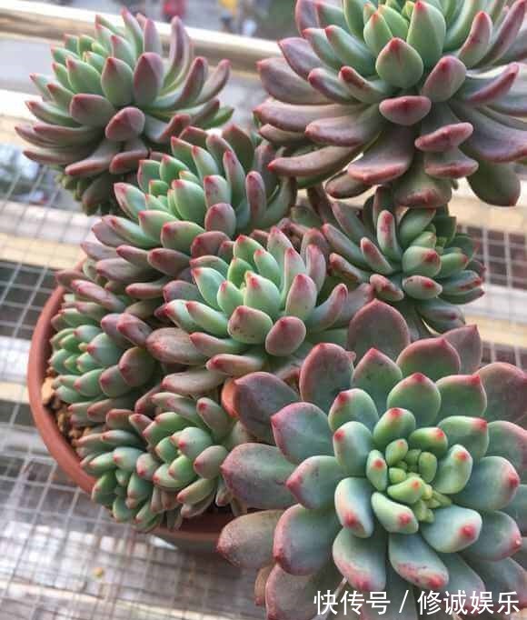 草木灰|盆里加把灰,多肉一个月胖一圈,答案在这,其实很简单