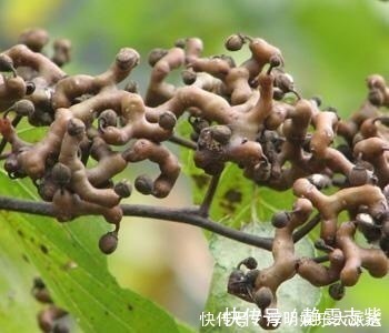 拐枣|想长寿全靠吃，3种食物离不开，补充营养、身体倍棒