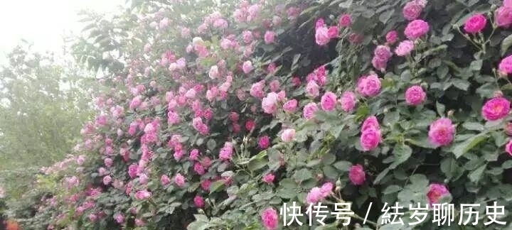 荼靡|烟雨夜读 谢了荼蘼春事休