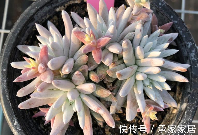 多头群生|秋天正好入手多肉白菊,不过温度超过30度难发根,想养活要讲技巧