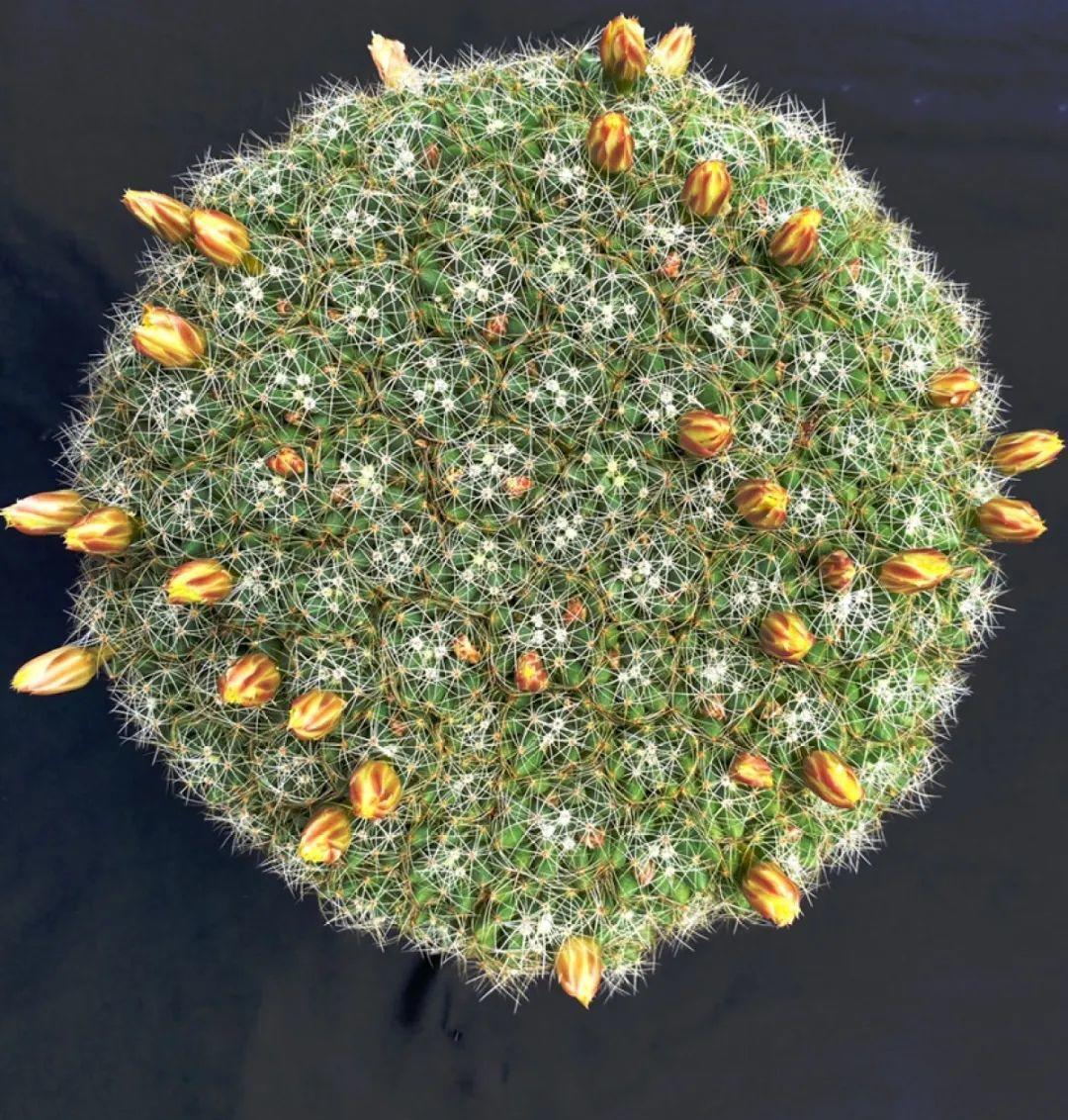 风雨兰|从养花大神家，偷来3个爆花技巧，快学，24小时后删