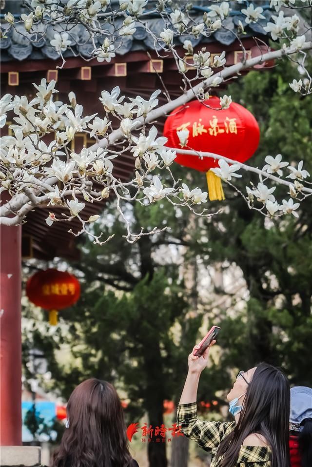 中薪|趵突泉白玉兰绽放 奏响春天序曲