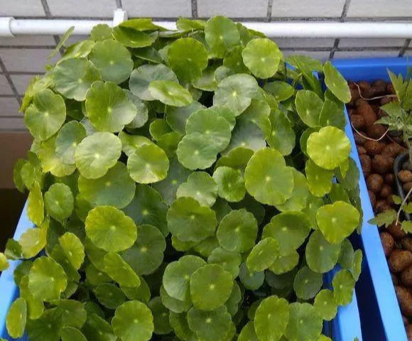 铜钱草养在这个地方,一周就爆盆,叶子能长成巴掌这么大