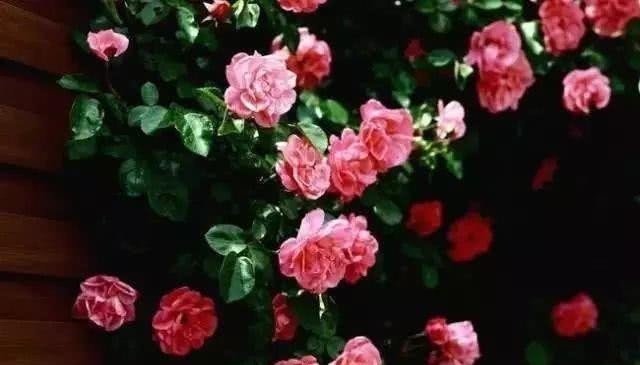 五一小长假,走进花的海洋,品读几首蔷薇花的诗吧