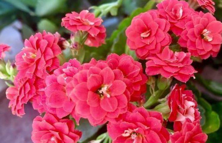 4种花养了就爆盆,好养易活开花漂亮,日子红火财运滚滚