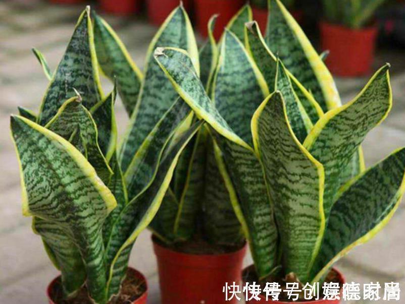 老花匠养了2年虎皮兰,小崽崽挤满盆,方法也简单,全靠4件事