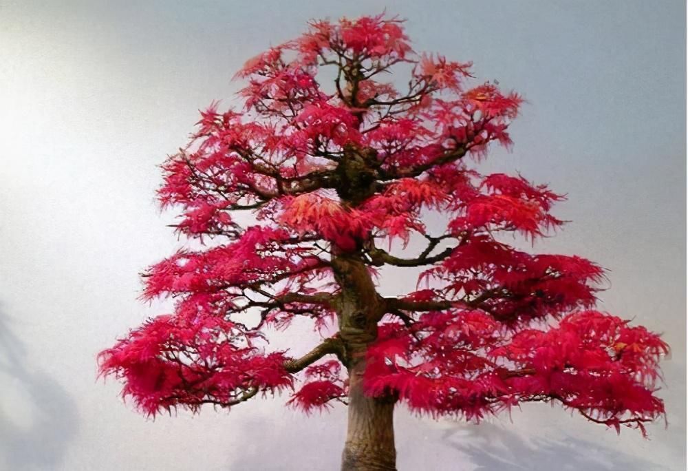 苏派盆景极具名气,这6种盆景做法精妙、极具自然之感,价值高