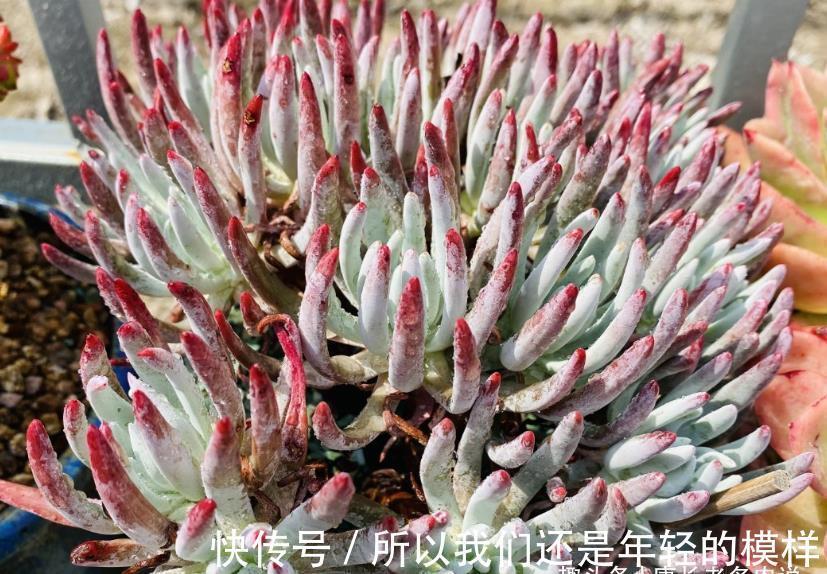 休眠|多肉爱杜丽丝好不好度夏?如果你像我这样养的话,那度夏自然不难
