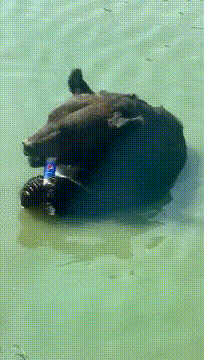 |搞笑GIF:曾经我活得不如一条狗,如今更是不如一只熊