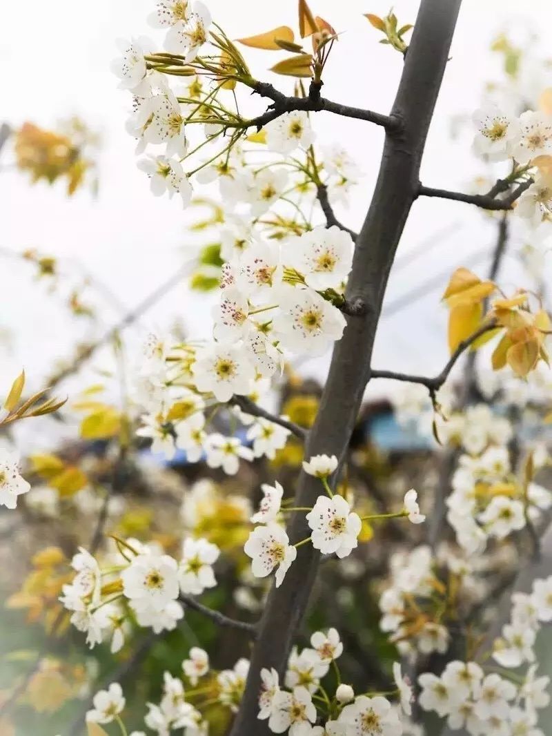 油菜花|古镇村落，采茶赏花你能想到的春天玩法这里都有！