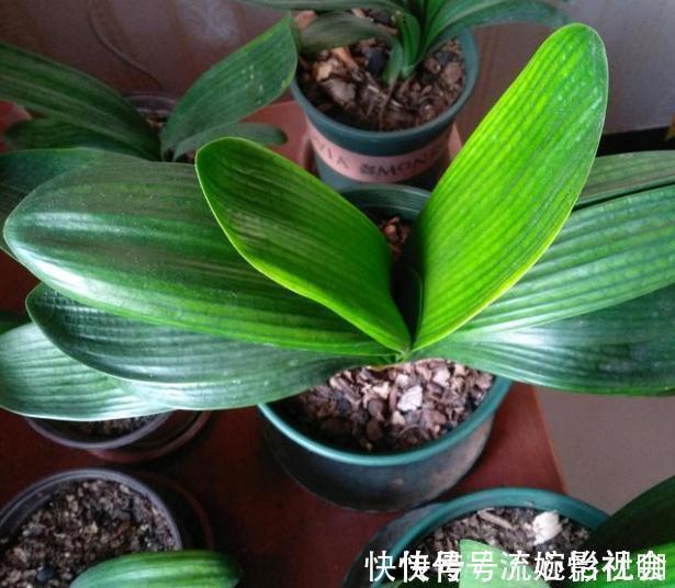 旧土|养花旧土别扔，“3样”东西加一点，土质肥沃，养花特旺，开花多