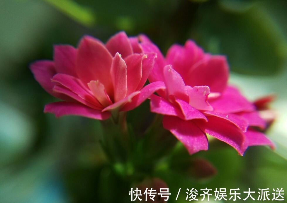 长寿花|新手养长寿花,做好3个小技巧,花苞猛长不停,养一盆爆一盆