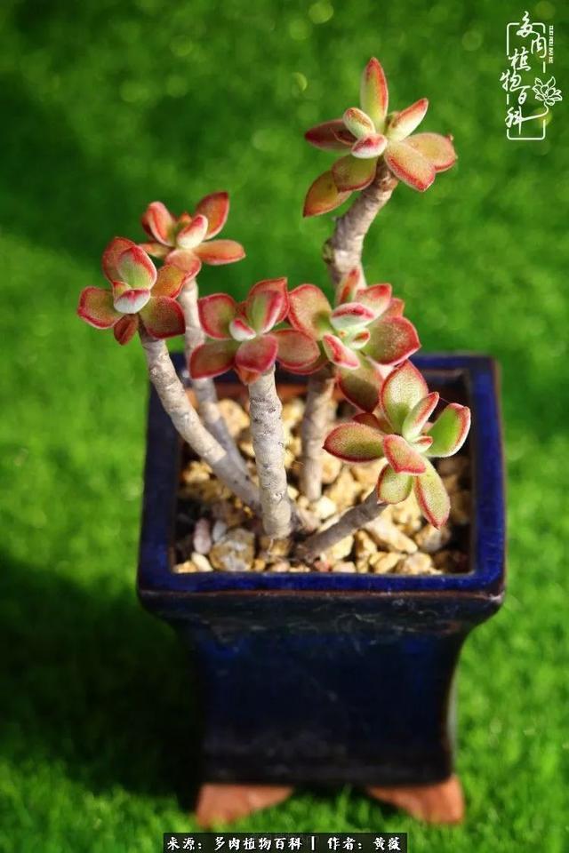 养了三年多肉，终于明白佛系养肉才是王道！