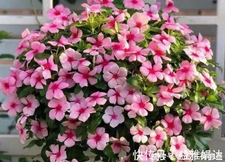 花朵|4种花自带财运，家里养一盆，比牡丹更好看，你喜欢吗？
