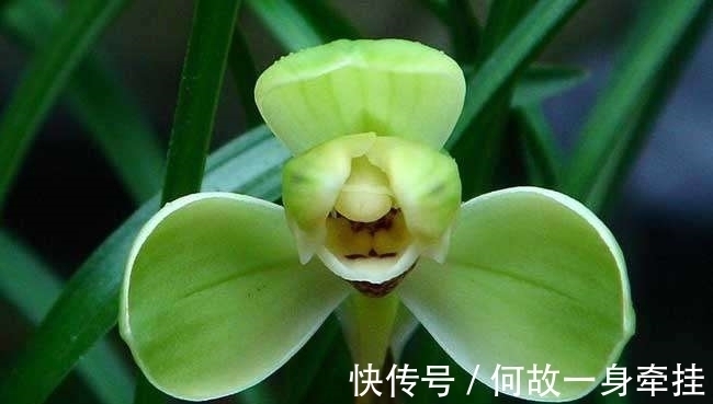 春兰老八种之首“宋梅”,花开梅瓣型,兰香醇正,是梅瓣兰之代表