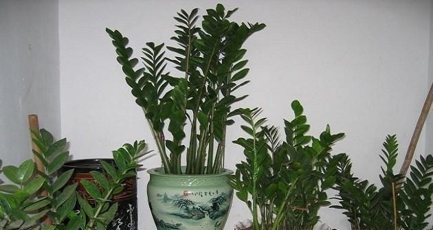 家里养盆金钱树,叶片四季翠绿,招财又纳福,金钱树养护窍门