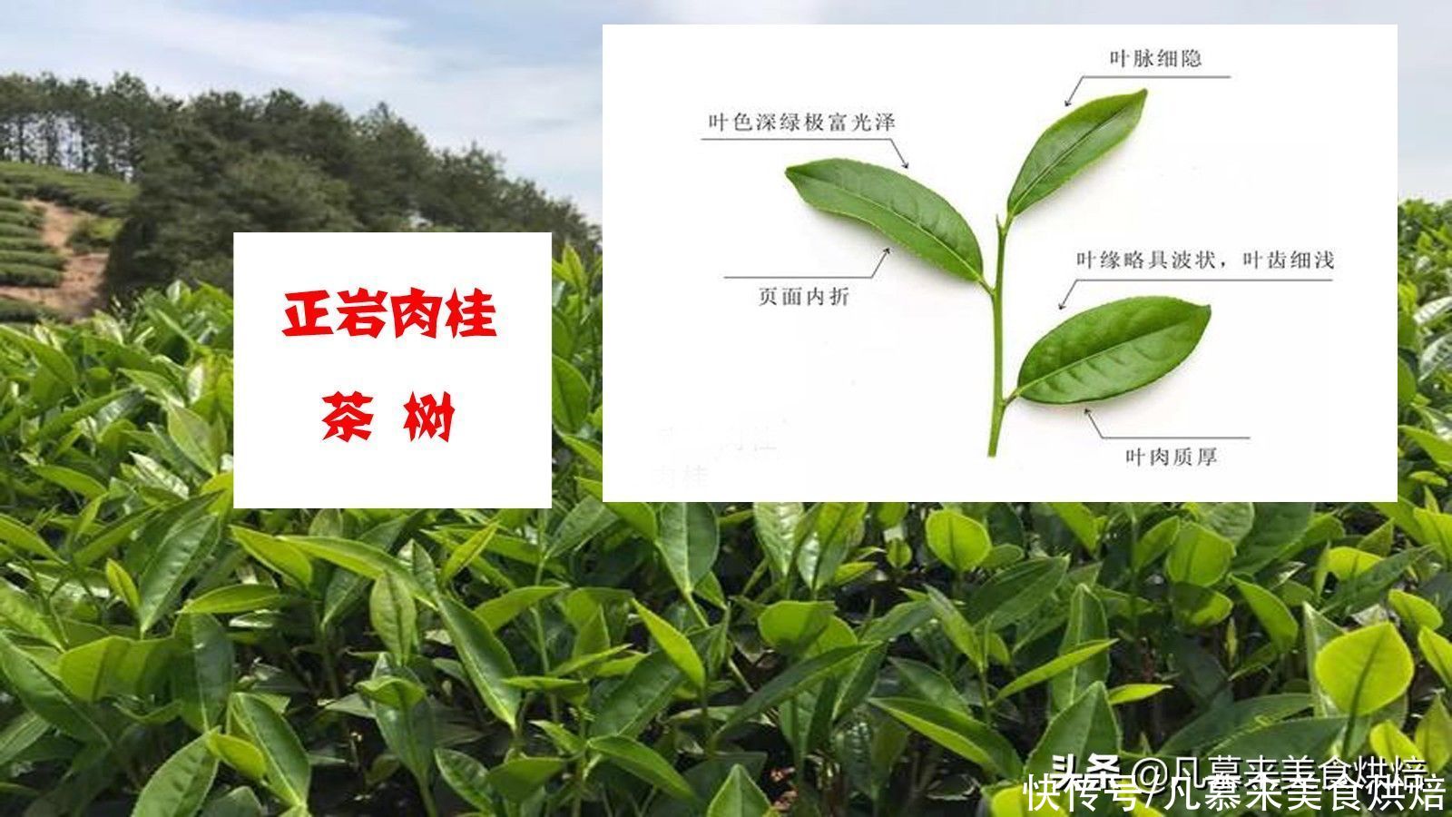  正岩肉桂属于什么茶？与大红袍有什么区别？日常饮用要注意这4项